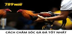 Cách chăm sóc gà đá tốt nhất
