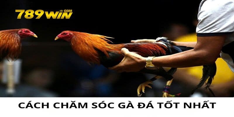 Cách chăm sóc gà đá tốt nhất