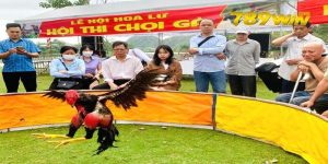 Các giải đấu đá gà
